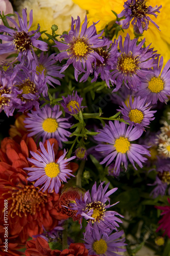 Herbstblumen02 © Jens