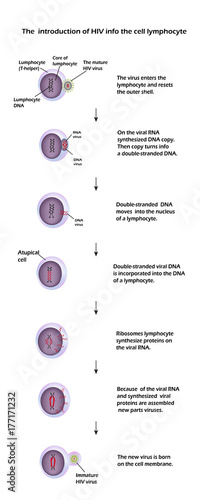 The life cycle of HIV. Infographics. World AIDS Day. Vector illustration