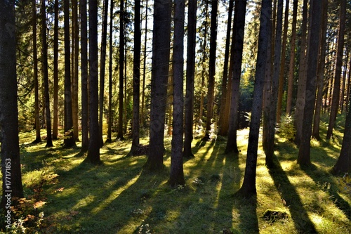 Wald © Leon