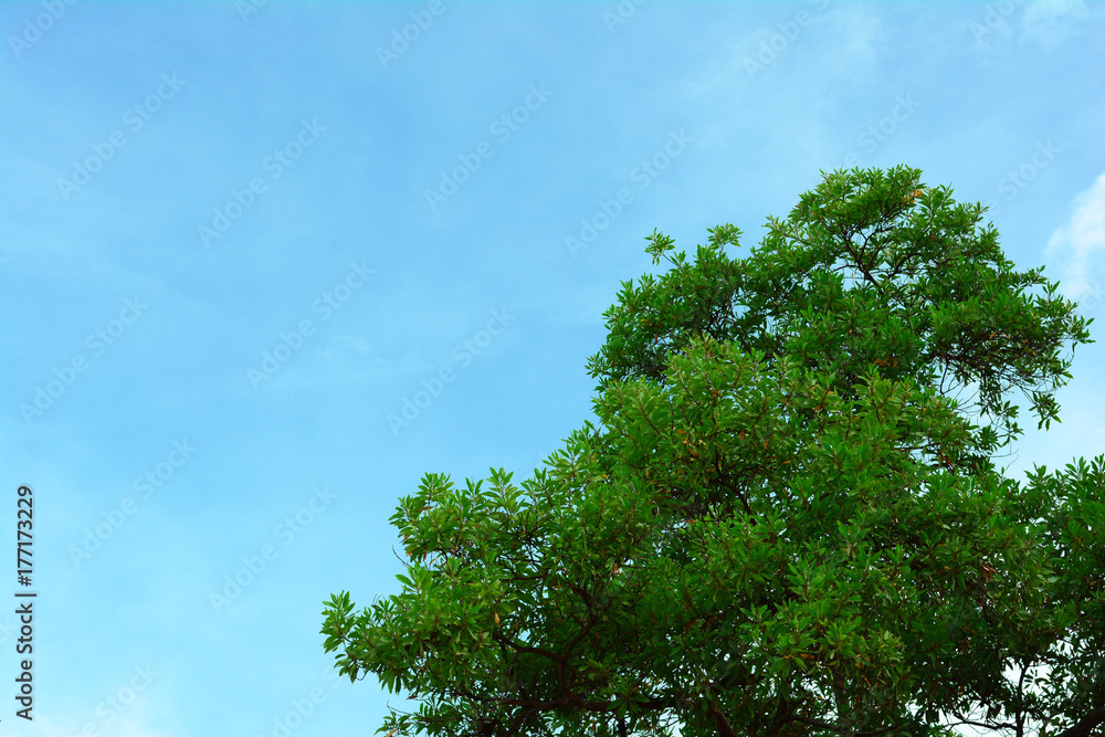 the green tree and blue sky with little  white clouds
