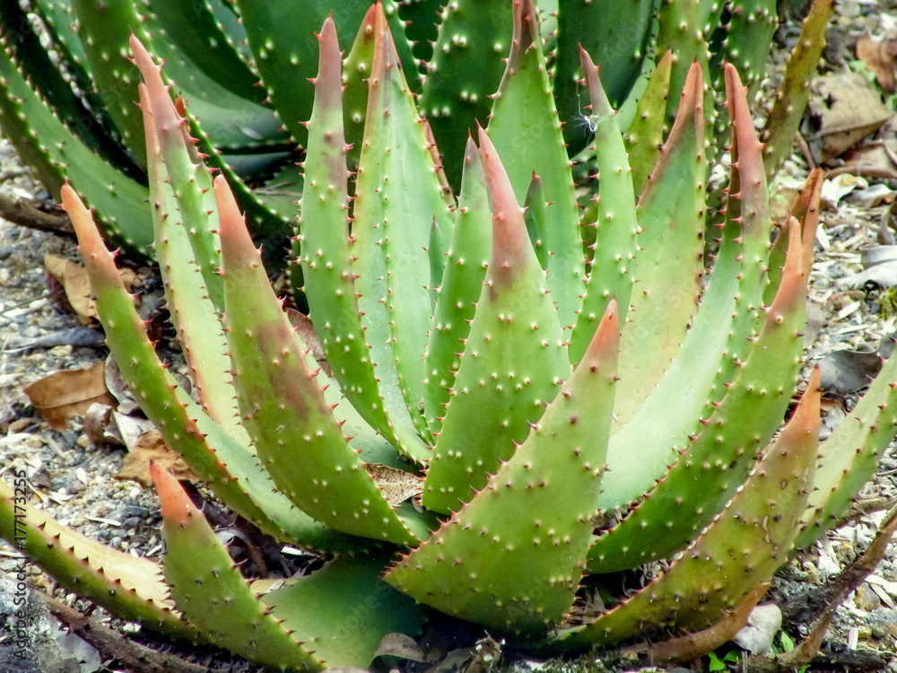 Cactus Cactus