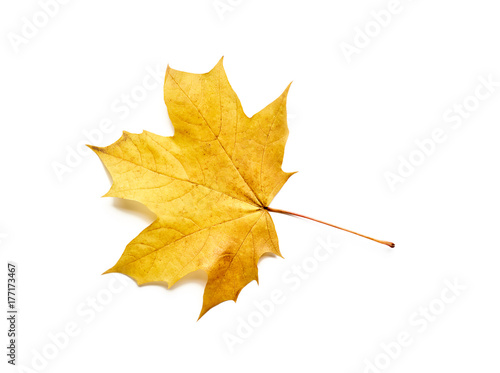 Autumn leaf isolated with clipping path. Maple Leaf