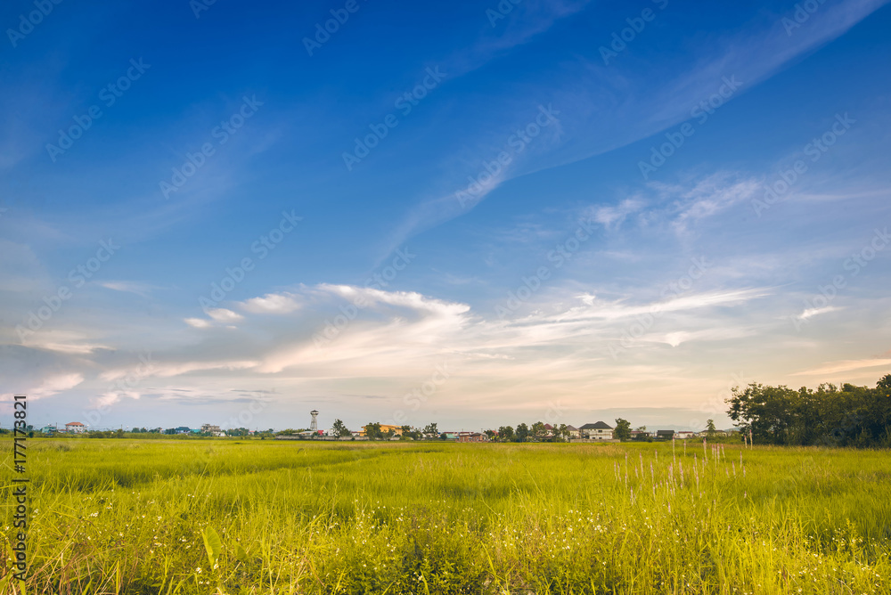 green grass blue sky: field with green grass and clouds on blue sky Stock Photo