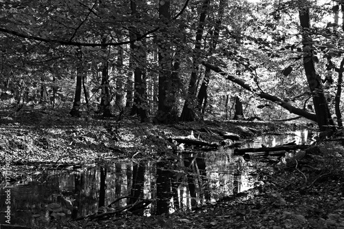 Ein Bach im Wald
