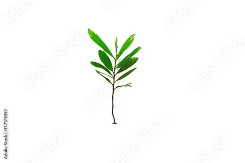 the green tree on white background isolated
