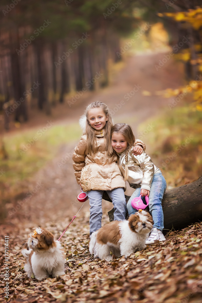 Two little girls are walking with dogs in the autumn park. Girls are walking with puppies shitsu. Two little girls are walking with dogs in the autumn park. Girls are walking with puppies shitsu.