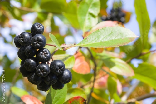 Selective focus on ripe aronia berries on a bush in autumn colors