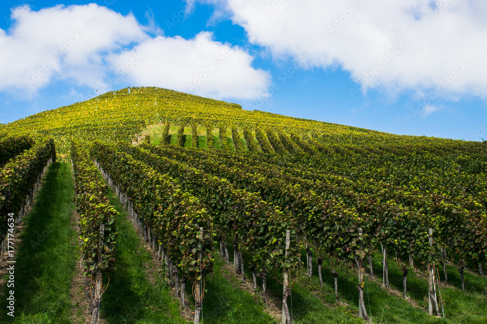 vineyard on the slopes of the mountains. Autumn
