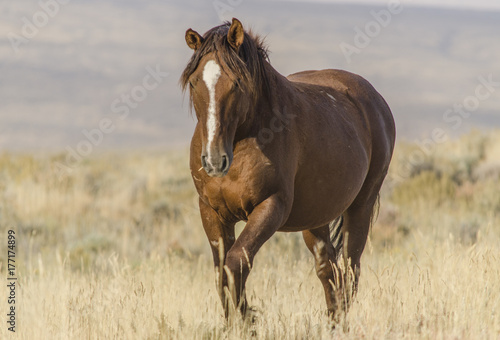 Wild Horse in Wyoming