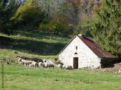 bergerie dans les monts d'Auvergne photo