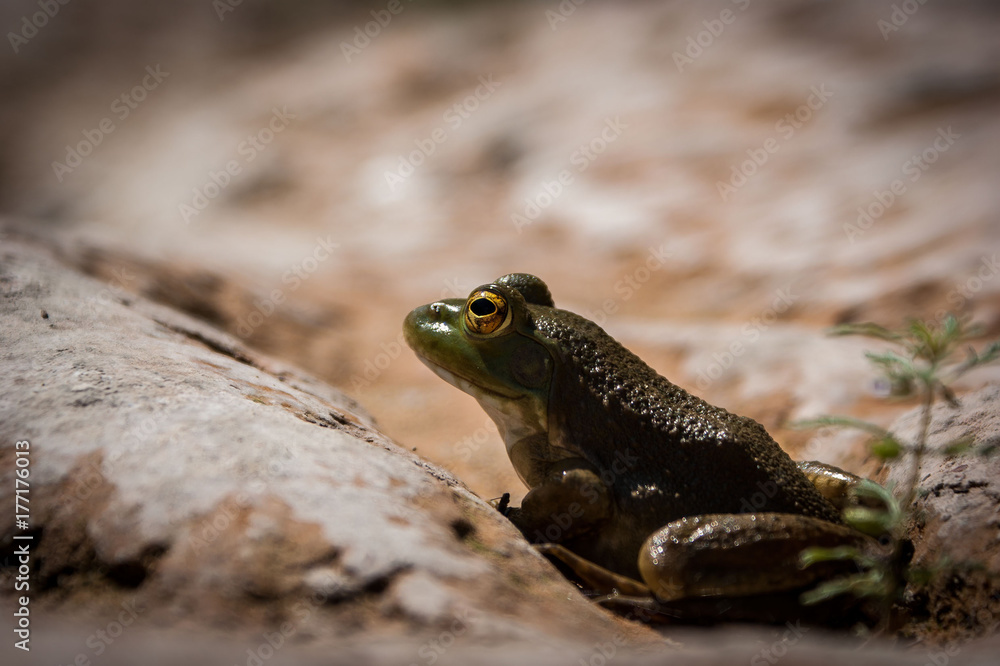 Fototapeta premium Frosch