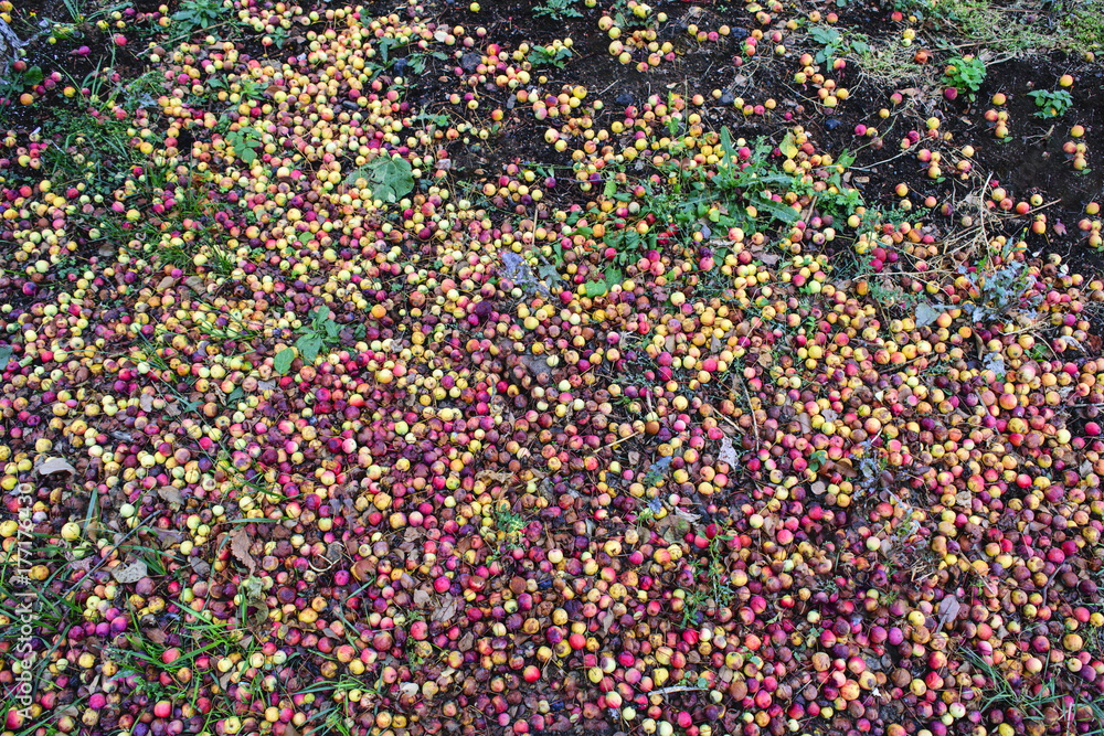 Many apples on the ground