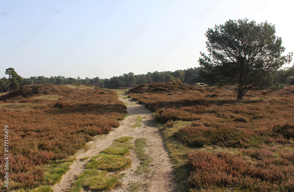 Fototapeta premium Heather landscape in autumn, Utrechtse heuvelrug