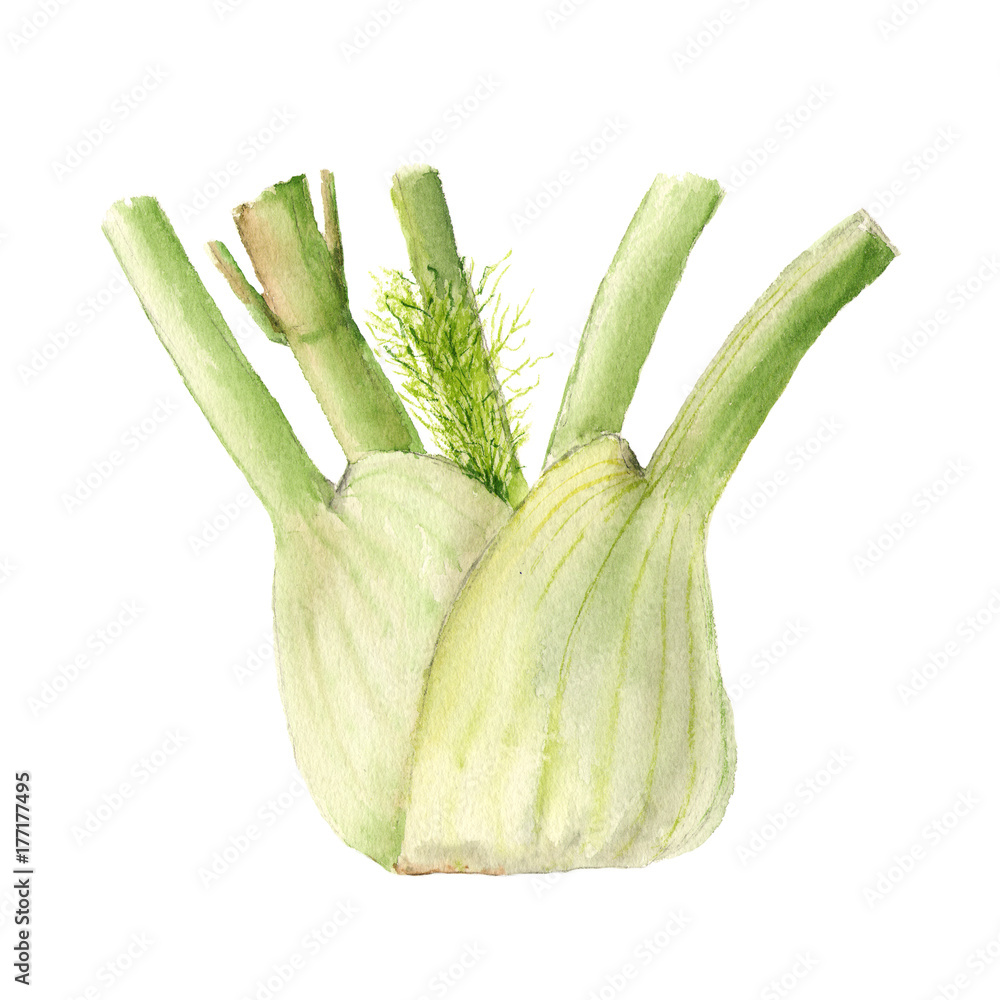 custom made wallpaper toronto digitalBotanical watercolor illustration of Fresh fennel bulb isolated on white background