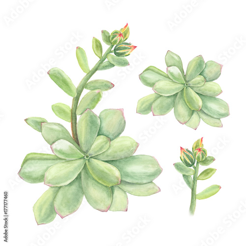 Botanical watercolor illustration of succulent echeveria with branch of flowers on white background