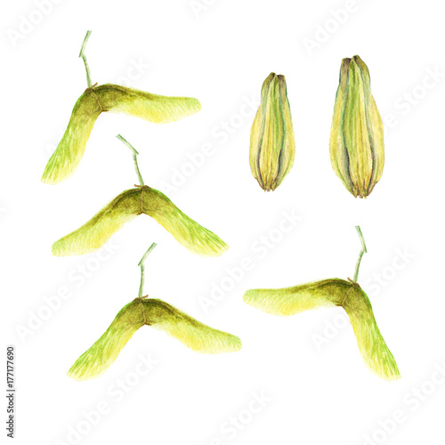 Botanical watercolor illustration of maple seeds and small lily buds isolated on white background
