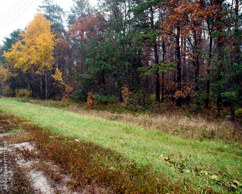 Gloomy autumn forest, yellow birch, fir, slush, dirt on clay soil