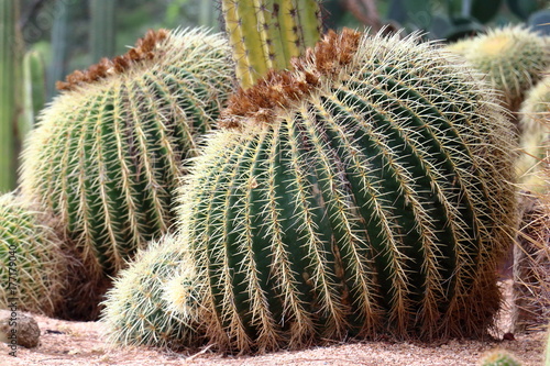 Cactus rotondi