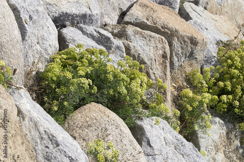 plantes et fleurs sur rocaille