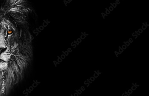 Portrait of a Beautiful lion, lion in dark