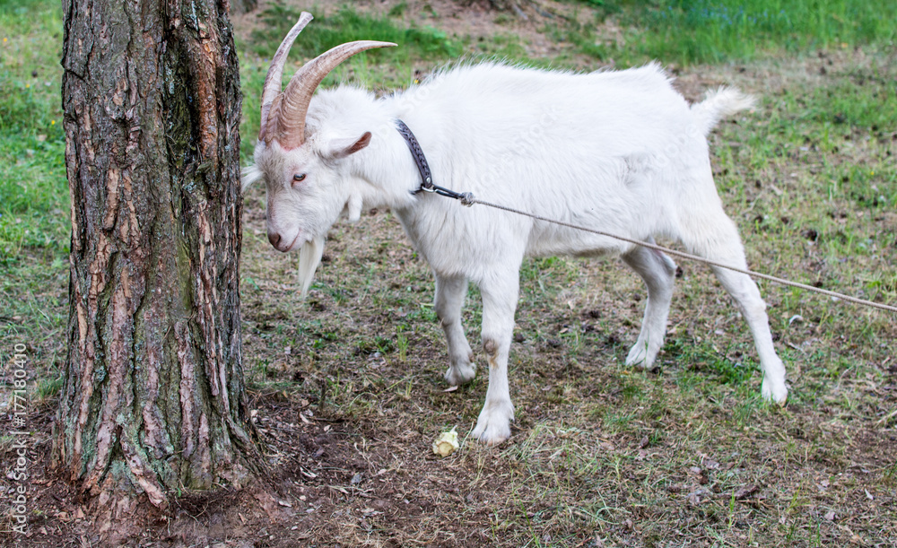 Pet - goat white butts the tree. The goat is tied with a rope in the ground.
Pet - goat white butts the tree. The goat is tied with a rope in the ground.