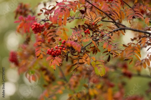 autumn rowan berry