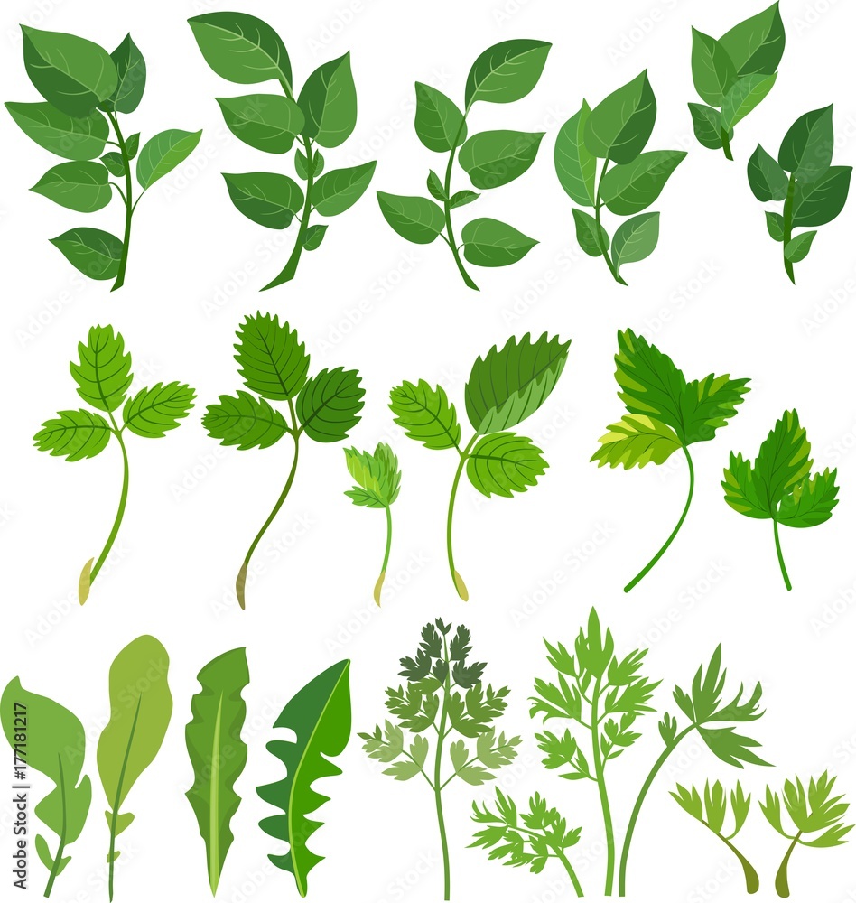 Set of different green leaves on white background Set of different green leaves on white background