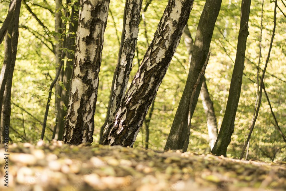 Naklejka premium Fall in the forest. Autumn in the woods. Birch trees