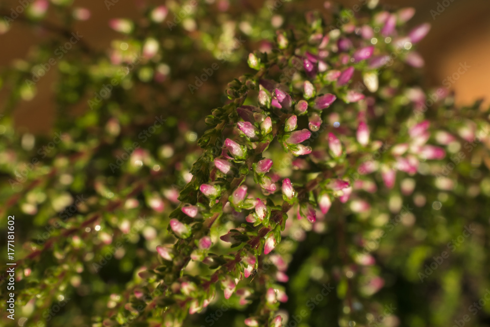 Heather flowers background. Nature background with autumn flowers. Colorful background Heather flowers background. Nature background with autumn flowers. Colorful background