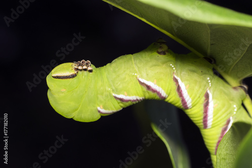 Sphinx ligustri, known as the privet hawk moth caterpillar. Butterfly larva. Green caterpillar photo