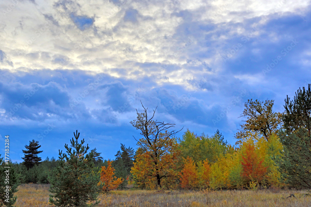 Fototapeta premium dark sky over autumn forest