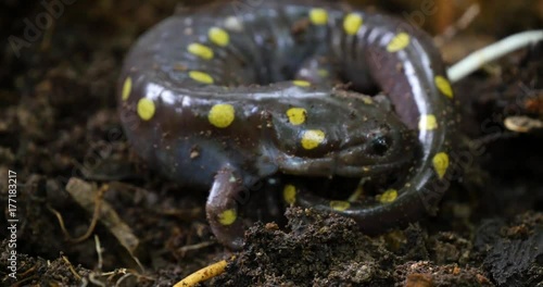 Closeup of a spotted salamander turning and crawling away into the dirt. photo