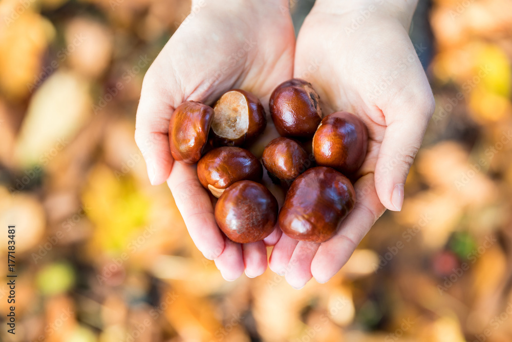 Chestnuts in hands on the fallen leaves background Chestnuts in hands on the fallen leaves background