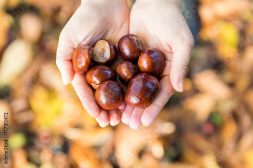 Chestnuts in hands on the fallen leaves background