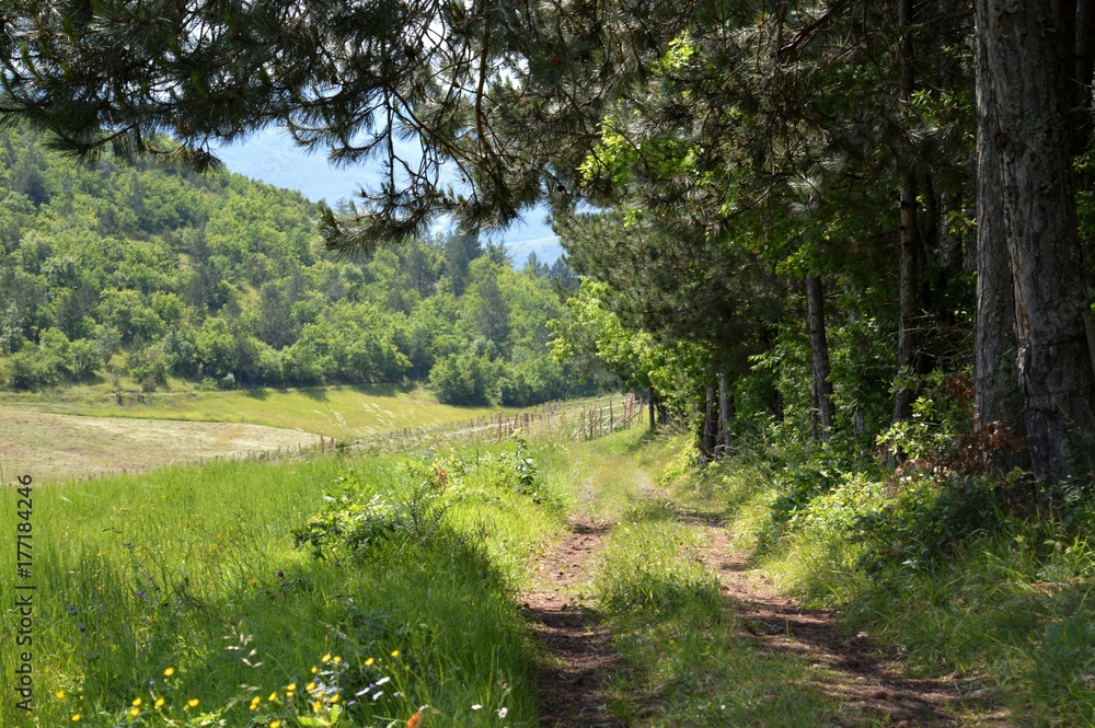Fototapeta premium way through meadow and forest