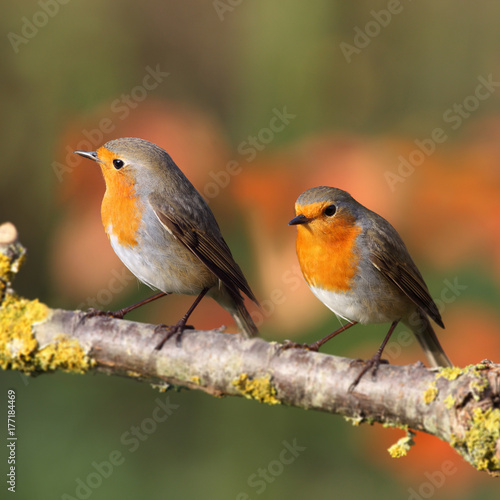 Two european red robins on a branch