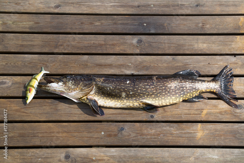 Great pike with bait in the mouth  photo