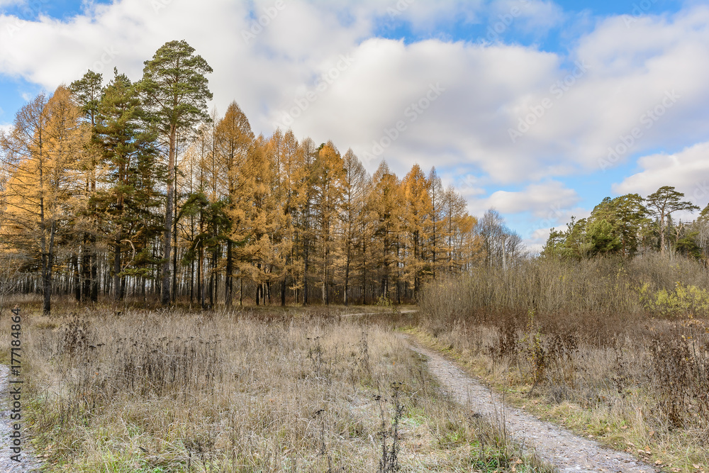  Late Autumn In Forest