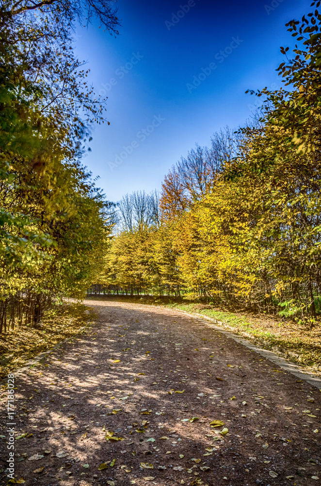 Obraz premium Autumn falling in the Lviv city park in Ukraine