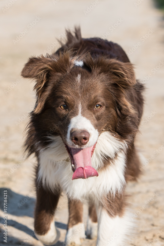 Border collie Border collie