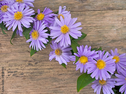 Michaelmas daisies, asters lying on wooden board.