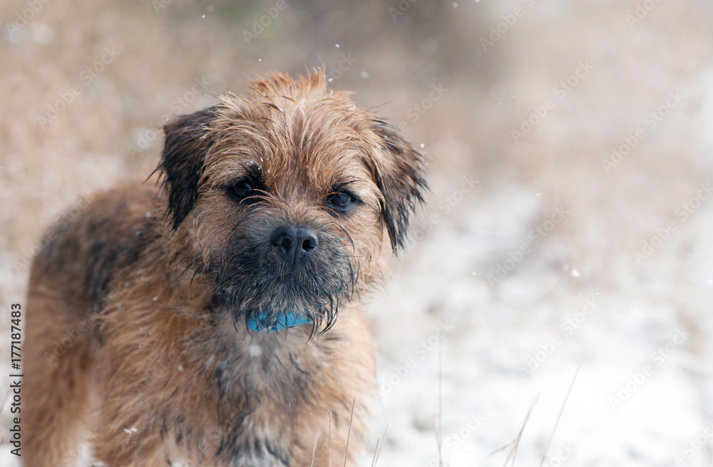 Border Terrier playing in the snow Border Terrier playing in the snow