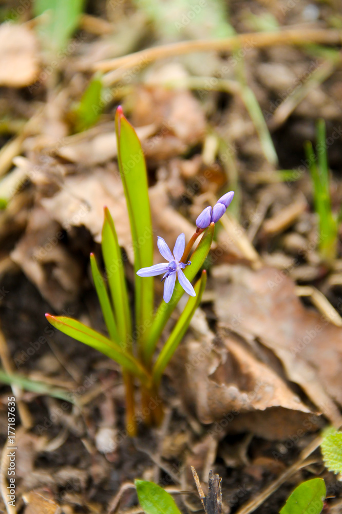 Blue scilla flower (Scilla bifolia) or Squill Blue scilla flower (Scilla bifolia) or Squill