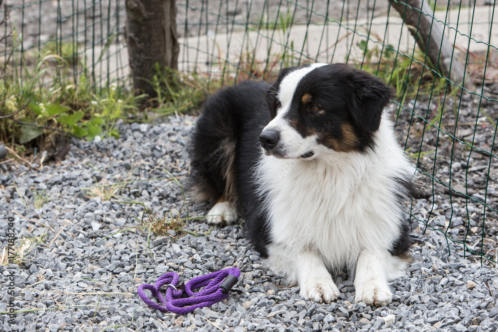 Border collie