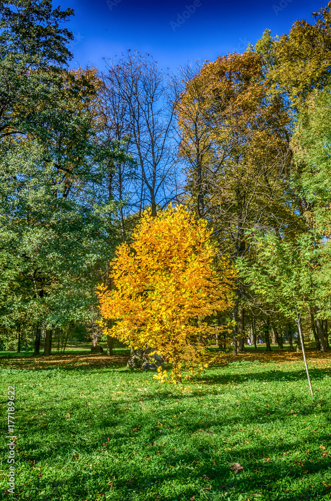 Autumn falling in the Lviv city park in Ukraine