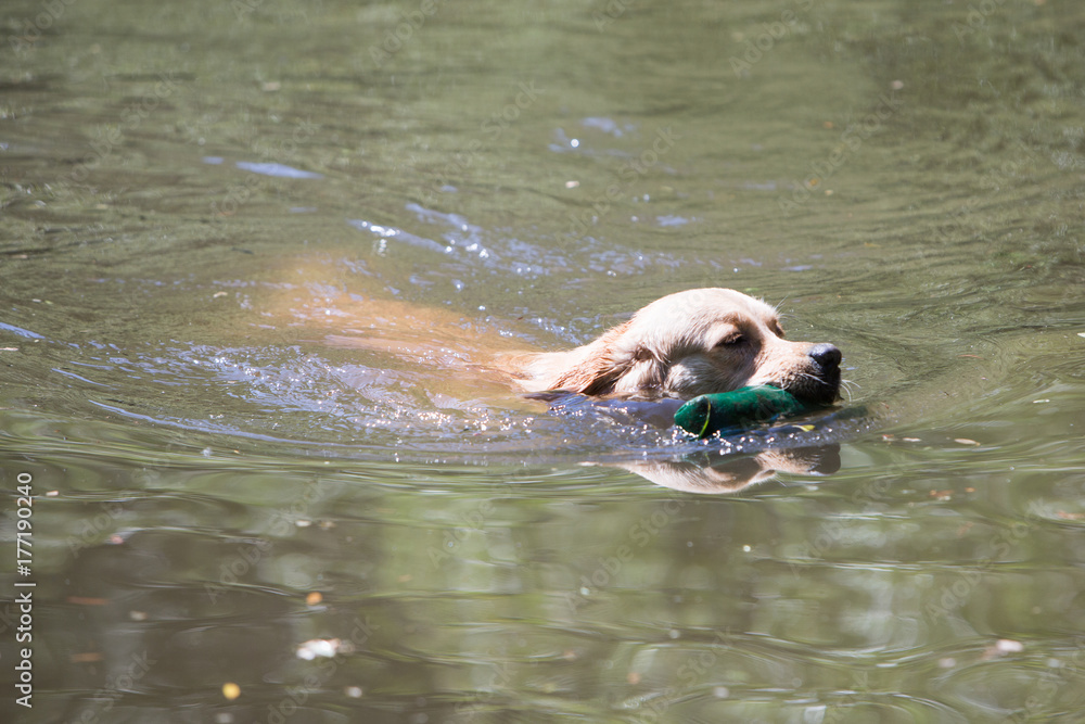 Fototapeta premium Golden retrivers