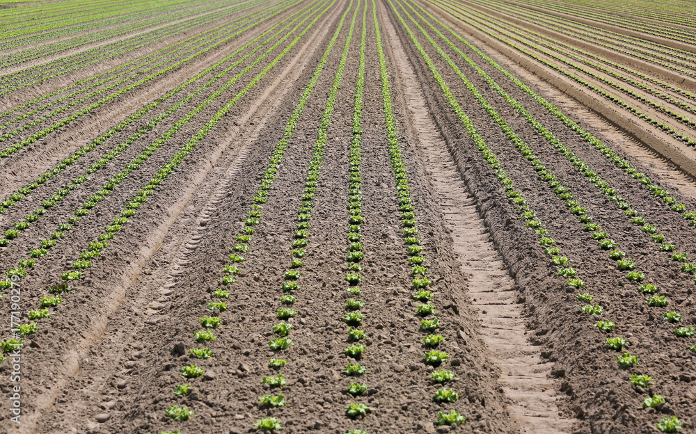 lettuce shoots growing in sandy soil in a farm lettuce shoots growing in sandy soil in a farm