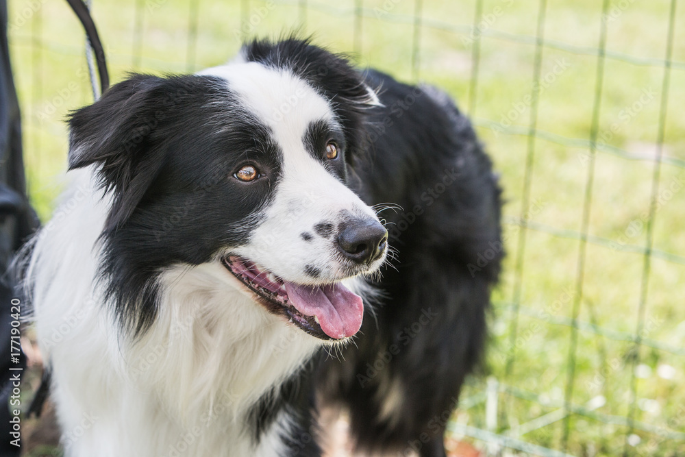 Border collie