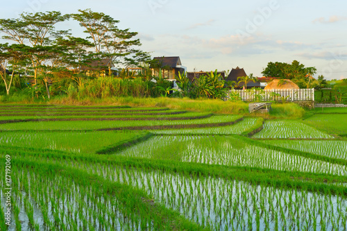 Bali rice fields at sunset photo