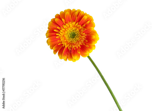 Gerbera mit St  ngel gelb